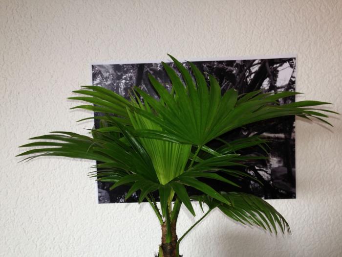 Palm Collage - Bern Studio
